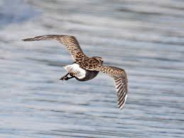 Attēlu rezultāti vaicājumam “Tringa glareola”