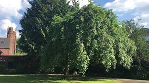 Attēlu rezultāti vaicājumam “Fraxinus excelsior Pendula”