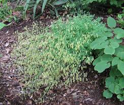 Attēlu rezultāti vaicājumam “Thalictrum minus leaf”