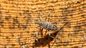 Attēlu rezultāti vaicājumam “Rhagium inquisitor”