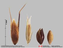 Attēlu rezultāti vaicājumam “Anthoxanthum odoratum”