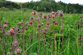 Image result for Geum rivale