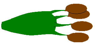 Attēlu rezultāti vaicājumam “Dianema depressum spores”