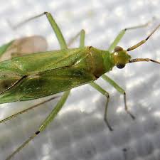 Attēlu rezultāti vaicājumam “Blepharidopterus angulatus imago”