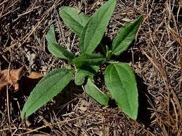 Attēlu rezultāti vaicājumam “Helianthus tuberosus leaf”