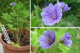 Attēlu rezultāti vaicājumam “Geranium bohemicum”