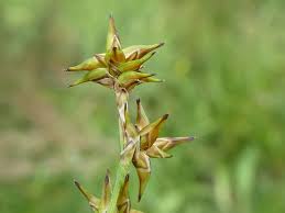 Attēlu rezultāti vaicājumam “Carex echinata”