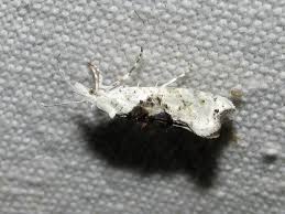 Attēlu rezultāti vaicājumam “Ypsolopha asperella”