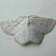 Attēlu rezultāti vaicājumam “Cabera exanthemata male”