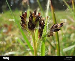 Attēlu rezultāti vaicājumam “Luzula campestris flower”