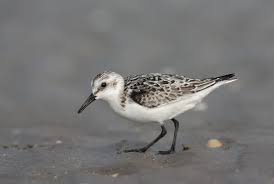 Attēlu rezultāti vaicājumam “Calidris alba adult”