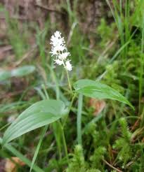Attēlu rezultāti vaicājumam “Maianthemum bifolium”