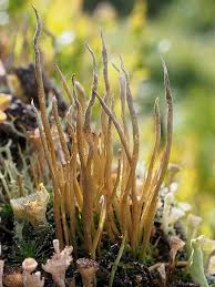 Attēlu rezultāti vaicājumam “Cladonia cornuta”