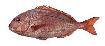 Image result for Pagrus