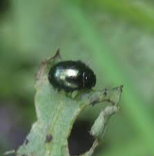 Attēlu rezultāti vaicājumam “Phaedon cochleariae”