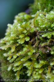 Attēlu rezultāti vaicājumam “Antitrichia curtipendula macro”