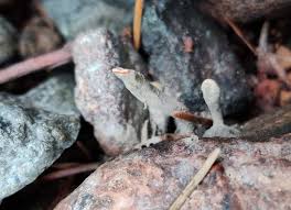 Attēlu rezultāti vaicājumam “Xylaria”