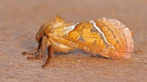 Attēlu rezultāti vaicājumam “Hepialus sylvina”