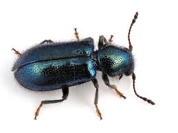 Attēlu rezultāti vaicājumam “Korynetes caeruleus”