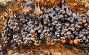 Attēlu rezultāti vaicājumam “Badhamia utricularis young”