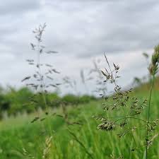 Attēlu rezultāti vaicājumam “Poa trivialis flower”