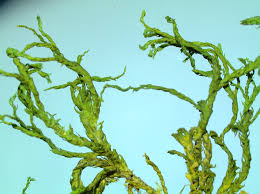 Attēlu rezultāti vaicājumam “Anomodon attenuatus”