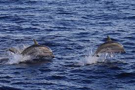 Image result for Stenella coeruleoalba