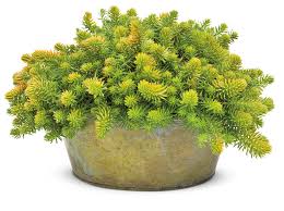 Attēlu rezultāti vaicājumam “Sedum rupestre”