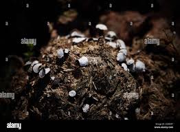 Attēlu rezultāti vaicājumam “Poronia punctata”