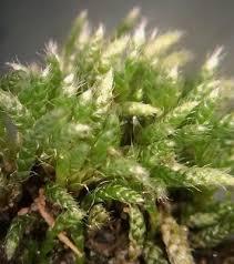 Attēlu rezultāti vaicājumam “Bryum argenteum sporophyte”