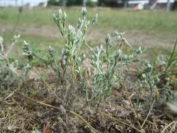 Attēlu rezultāti vaicājumam “Filago arvensis”