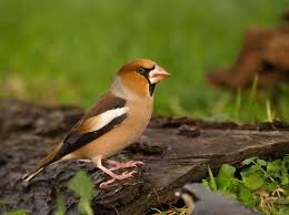 Attēlu rezultāti vaicājumam “Coccothraustes coccothraustes”