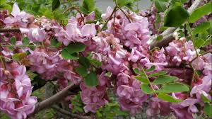 Attēlu rezultāti vaicājumam “Robinia neomexicana flower”
