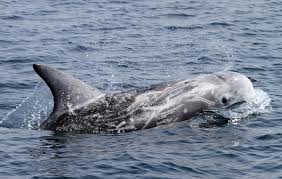 Image result for Grampus griseus