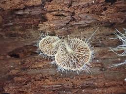 Attēlu rezultāti vaicājumam “Tilachlidium brachiatum”