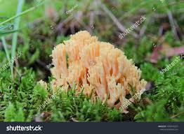 Attēlu rezultāti vaicājumam “Clavicorona pyxidata”