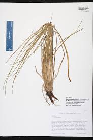 Attēlu rezultāti vaicājumam “Isoetaceae”