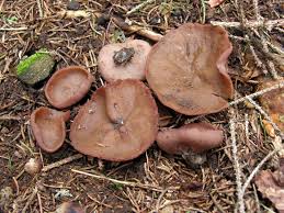 Attēlu rezultāti vaicājumam “Discina perlata”