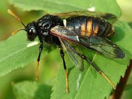 Attēlu rezultāti vaicājumam “Cimbex femoratus”