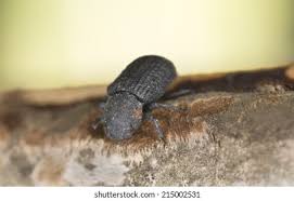 Attēlu rezultāti vaicājumam “Bolitophagus reticulatus imago”