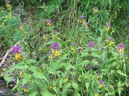 Attēlu rezultāti vaicājumam “Melampyrum nemorosum leaf”