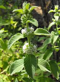 Attēlu rezultāti vaicājumam “Mentha arvensis leaf”
