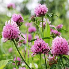 Attēlu rezultāti vaicājumam “Trifolium medium flower”