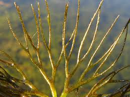 Attēlu rezultāti vaicājumam “Ceratophyllum submersum”