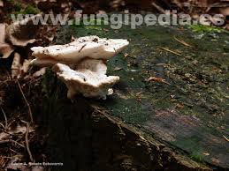 Attēlu rezultāti vaicājumam “Postia stiptica”