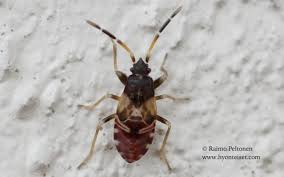 Attēlu rezultāti vaicājumam “Scolopostethus thomsoni”