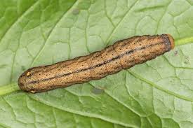 Attēlu rezultāti vaicājumam “Trachea atriplicis”