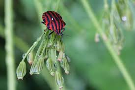 Attēlu rezultāti vaicājumam “Graphosoma lineatum imago”