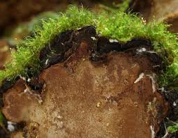 Attēlu rezultāti vaicājumam “Phellinus nigrolimitatus”