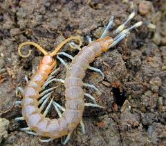 Attēlu rezultāti vaicājumam “Myriapoda”